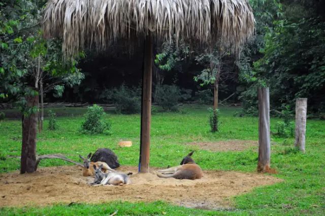 广州长隆野生动物园吃东西攻略,广州长隆野生动物园吃喝攻略