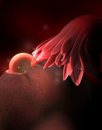 这组高清3D图，带你了解胎宝宝1-40周生长发育全过程