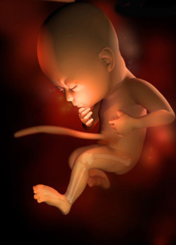 这组高清3D图，带你了解胎宝宝1-40周生长发育全过程