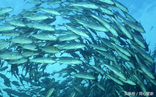 英国的好保健品,美国十大膳食营养补充剂