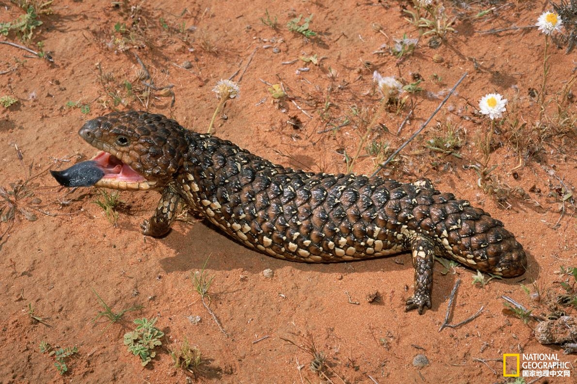 会飞的蜥蜴你见过吗,尾巴很长的会飞的蜥蜴是什么