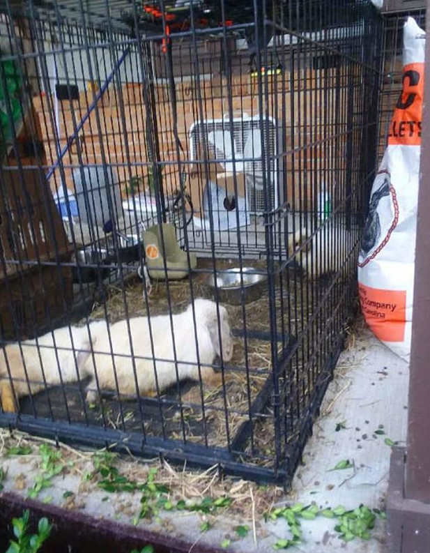 兔子的下牙齿长歪怎么办,兔子下牙长歪了怎么办