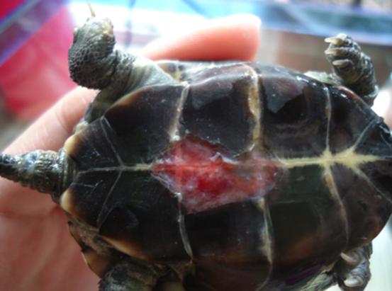 酒精可以治疗乌龟腐甲吗,腐甲腐皮的乌龟怎么治疗