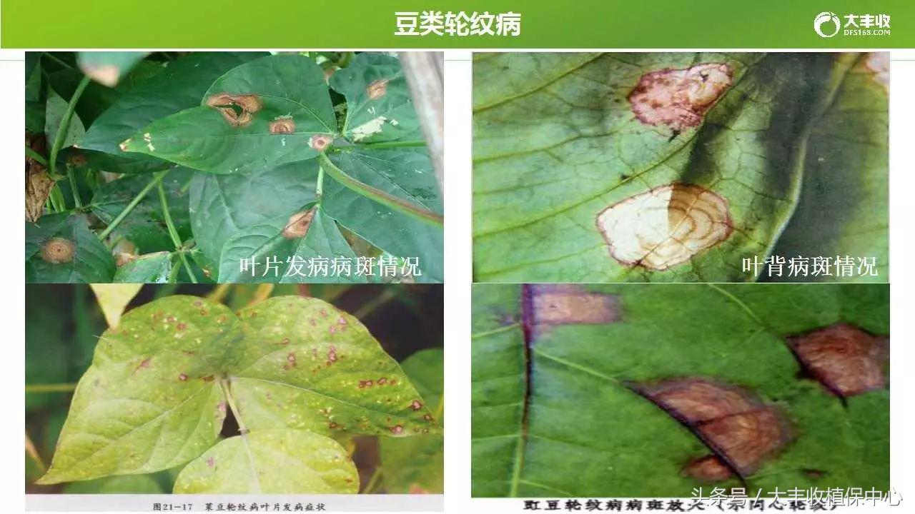 豆类容易得的病,荷兰豆类病害图解大全