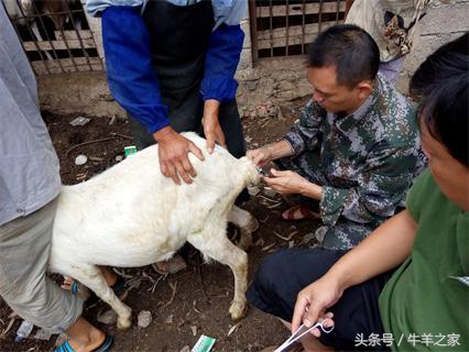 牛羊哪几种穴位可以注射药物,牛羊灌药的正确方法