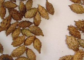 香油治疗鼻炎小妙招,鼻炎鼻涕倒流治疗小妙招