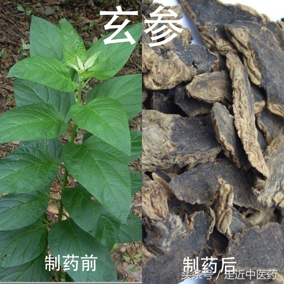 玄参和生地黄哪个凉血好,清热凉血养阴生津生地黄