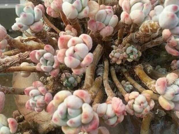 识别标签贴,劳尔和罗琦对决