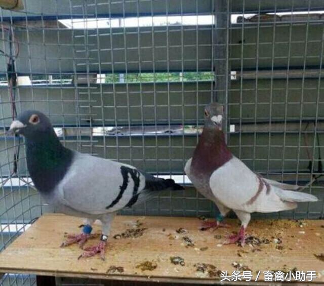 鸽子为什么会胖成球,鸽子为什么这么肥