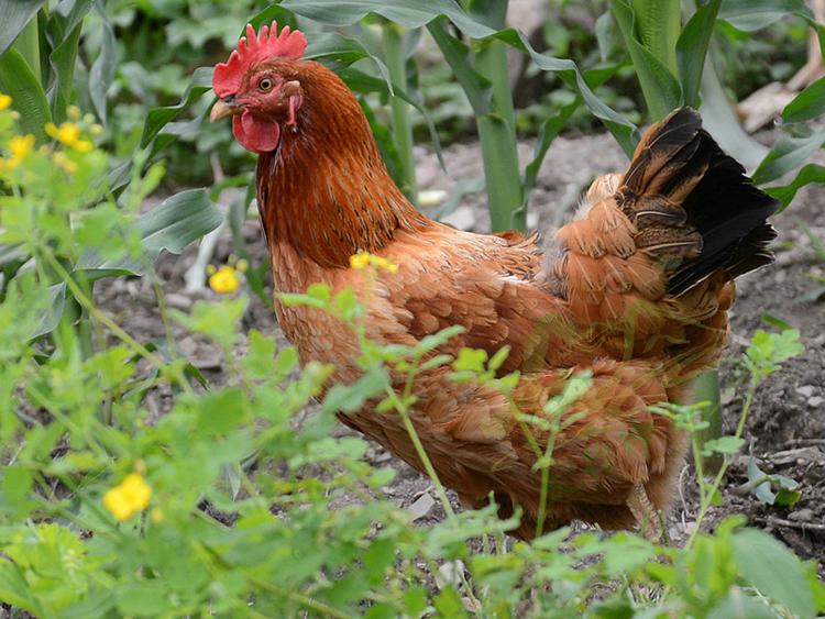 有些人为什么慎用鸡内金,鸡内金到底有多可怕