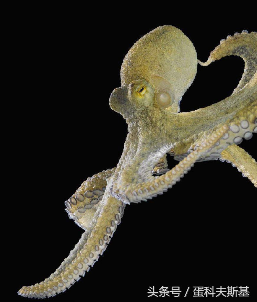 章鱼是低等生物为什么那么聪明,章鱼是海洋里智商最高的生物