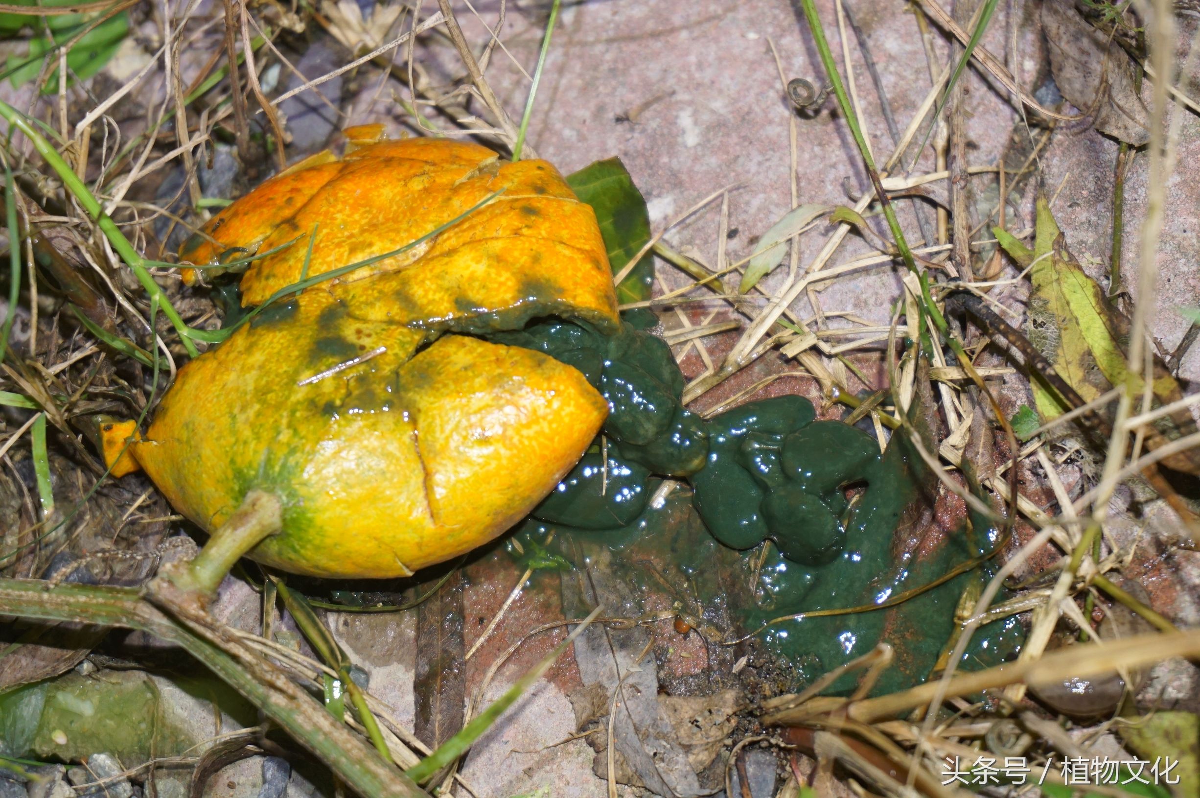 不做不明真相的吃瓜群众,栝楼吊瓜子