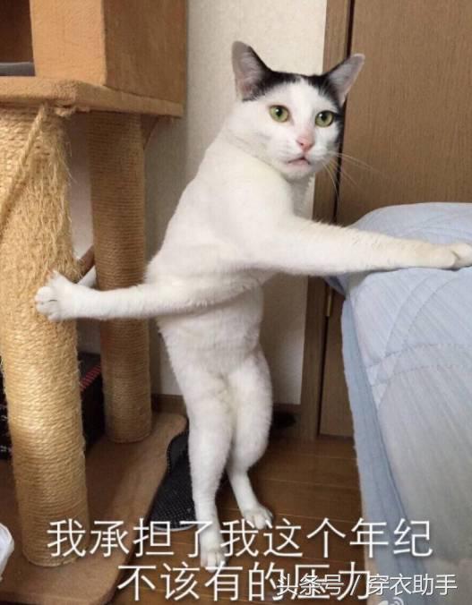 提升猫咪智商的玩具,提高猫咪的生活品质