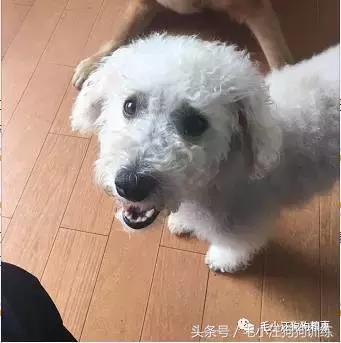 猫狗双全的赢家,狗猫双全的人生赢家