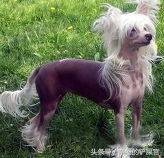 可爱的狗狗品种大全,最可爱的十种狗狗