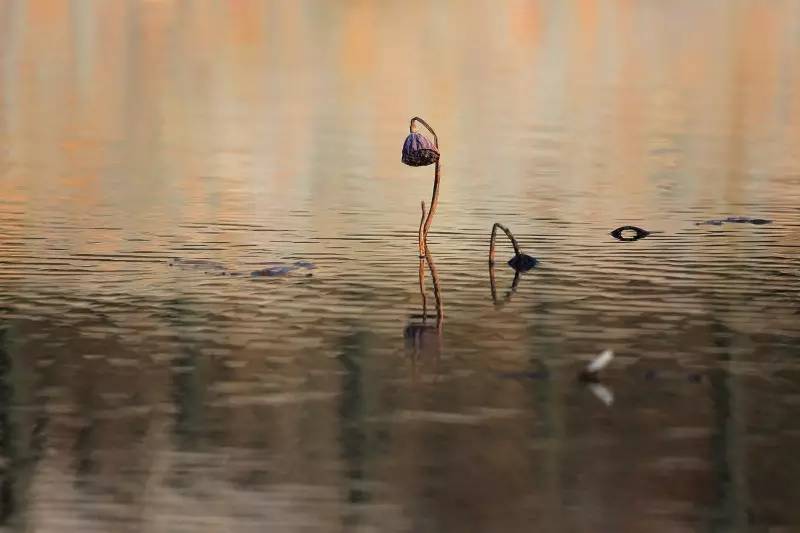 荷花依然淡淡香,走过四季荷花依然香下一句