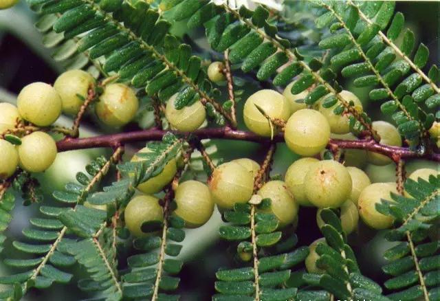 35岁以上的东莞人用过呢D枕头,宜家仲有人用吗?