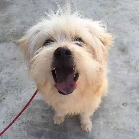 「3月上海领养」给流浪的它们一个温暖的家！