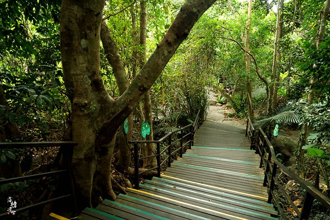 呀诺达，拾起我童年记忆的热带雨林