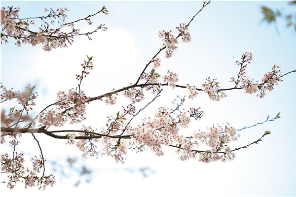 平坝万亩樱花花开季节,贵州平坝万亩樱花门票费是多少