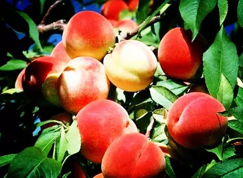 成都首个破亿的区,成都龙泉驿的发展