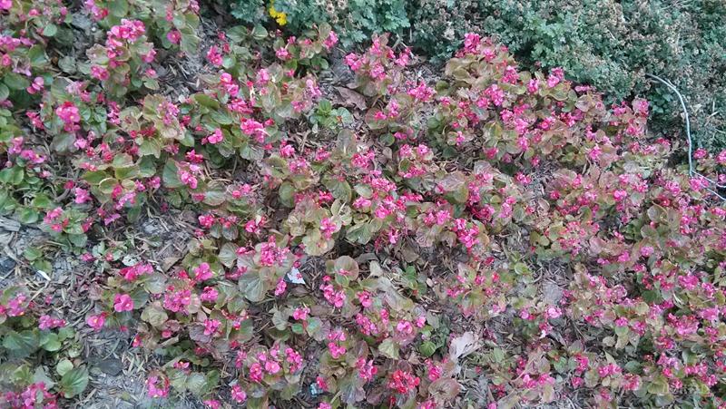 小米1当年怎样,有关小米1最早的视频