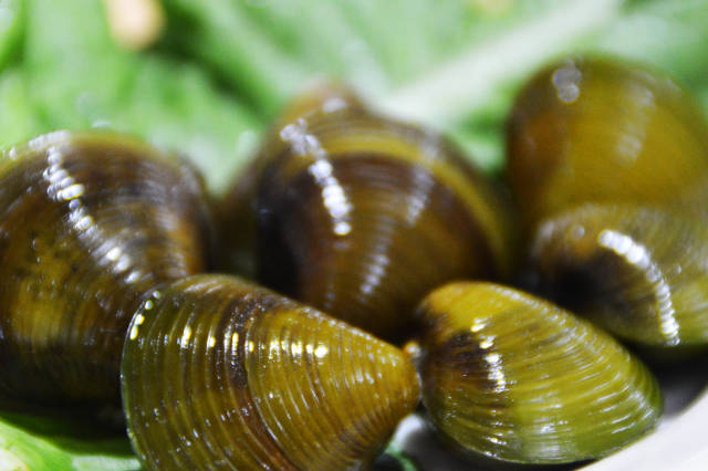 黄沙蚬珠海,广东斗门黄沙蚬