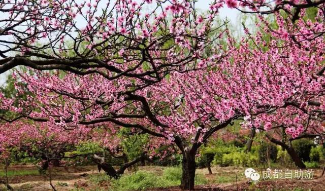 2022成都周边赏花,成都周边游赏花最佳景点