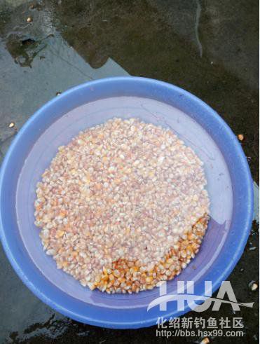 自制钓草鱼玉米必须要煮吗,发酵的玉米可以钓草鱼吗