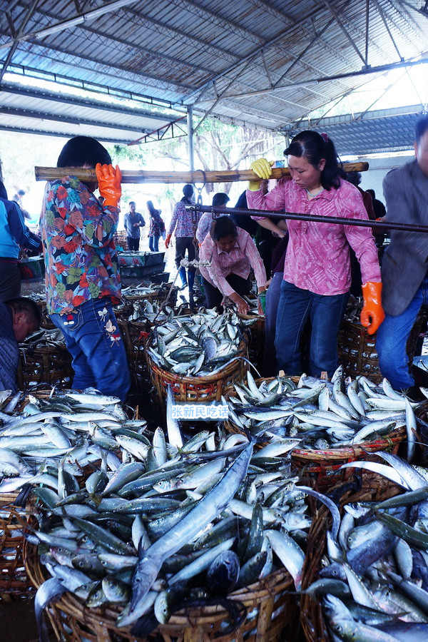 潮汕巴浪鱼和福建巴浪鱼的区别,巴浪鱼是不是淡水鱼