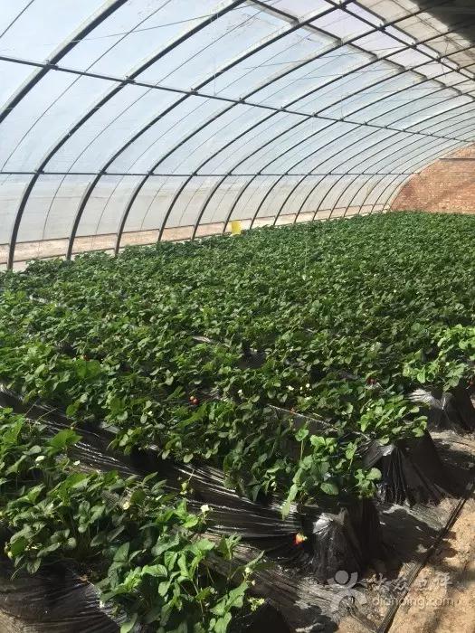 又到草莓时节,天津采摘草莓好又便宜的地方