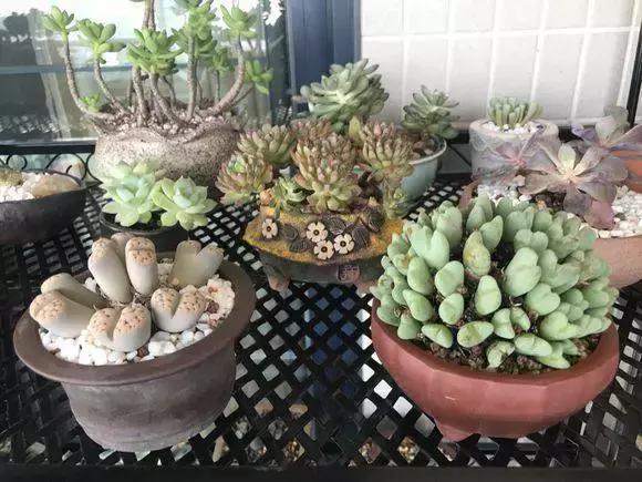 没时间出去玩养多肉,外出旅游多肉怎么办