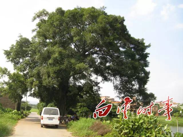 白云有几个村分别叫什么,白云有多少个村