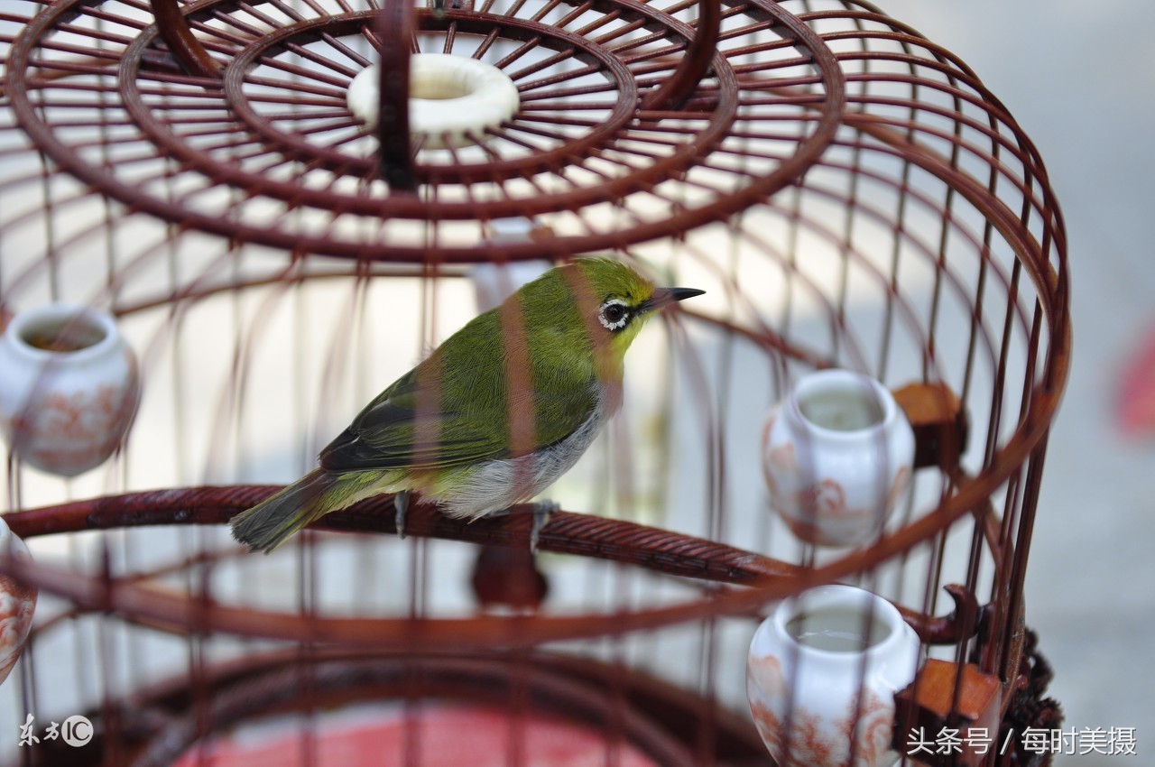 驯养鸟上手技巧,驯养小鸟指南