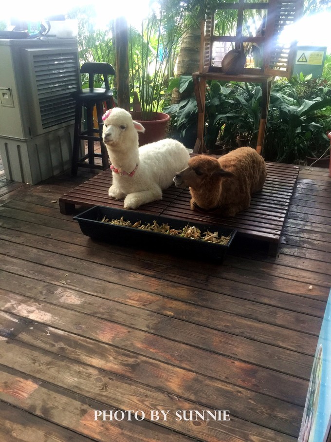 北纬十八度之三亚,北纬18度的旅行三亚游记