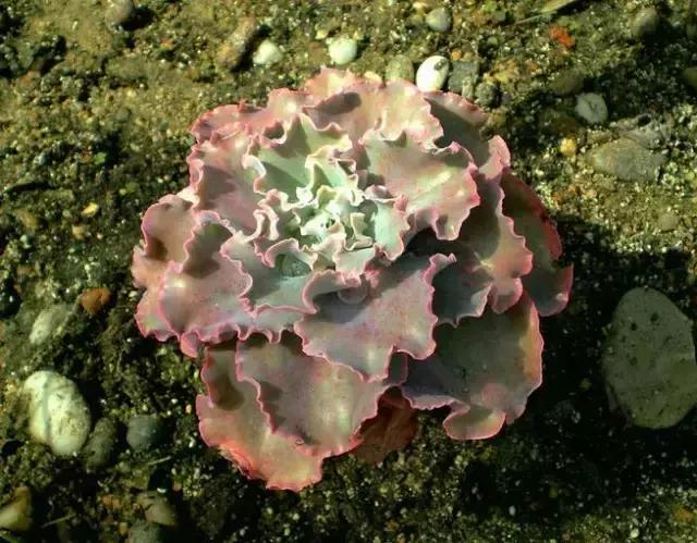 没时间出去玩养多肉,外出旅游多肉怎么办