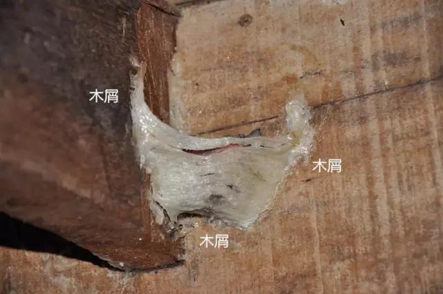 马来西亚燕窝与印尼燕窝哪个好,马来西亚的燕窝和印尼燕窝区别