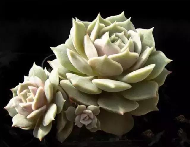 没时间出去玩养多肉,外出旅游多肉怎么办