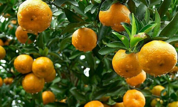 国庆节到成都旅游的朋友,四川特产有哪些可以带走送人的