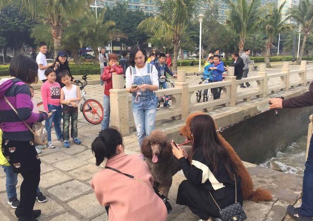 贵宾犬回头率,贵宾犬的回头率