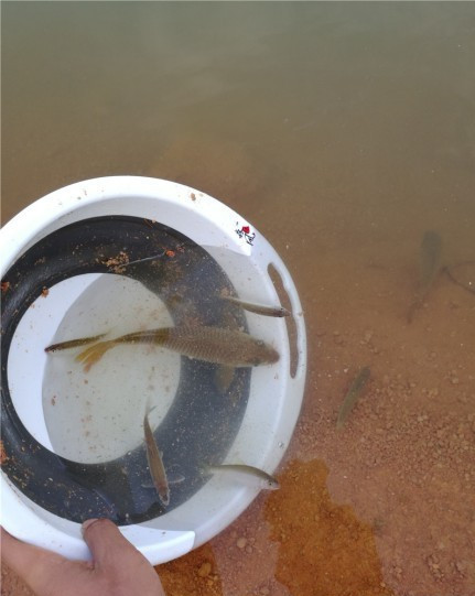 广西玉林钓土鲮鱼钓法,玉林钓土鲮的方法