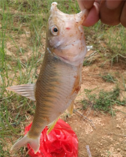 广西玉林钓土鲮鱼钓法,玉林钓土鲮的方法