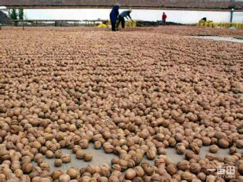 陕西黄龙县核桃之乡,中国千年古县核桃之乡