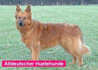 如何挑选一只纯双血统的德牧讲解,德牧血统信息查询