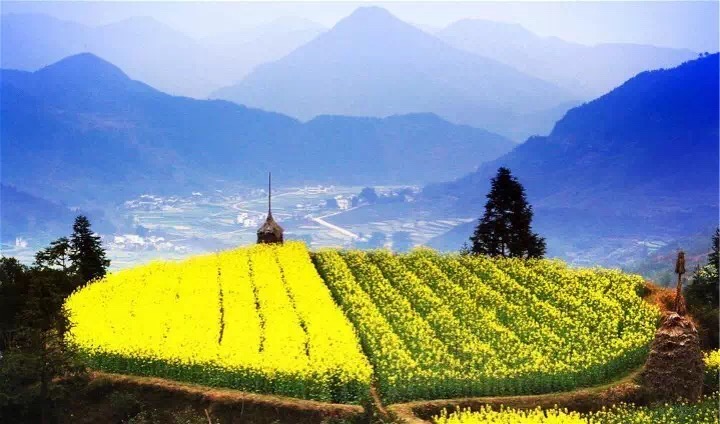 十里春风赏花季,你的朋友圈配词准备好了吗?