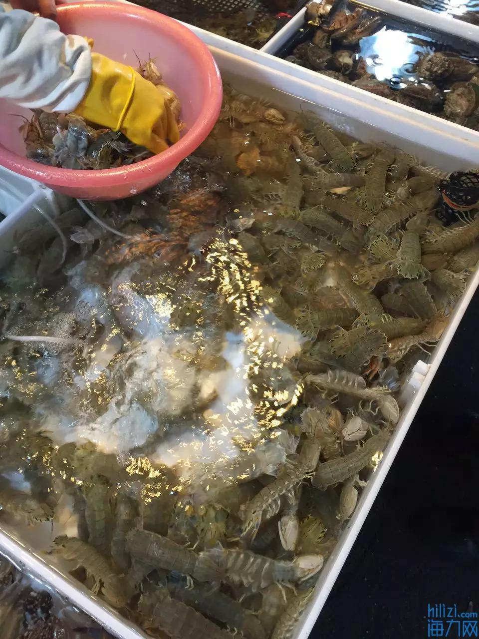 大连虾爬子几月开始吃,虾爬子几月好吃