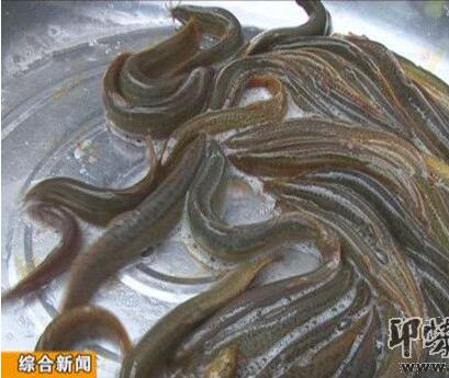 养泥鳅赚钱的方法,养招财黄金泥鳅养几条好