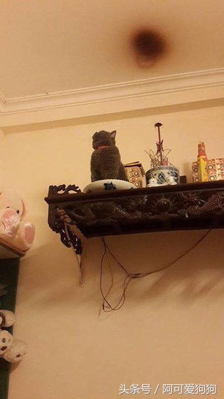 有一只会关心主人的喵星人可真好！