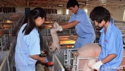 仔猪脱水腹腔补液怎么注射,仔猪脱水口腔补液要补多少量