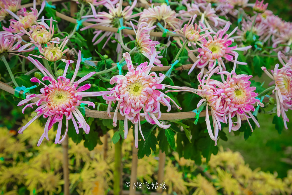 南通滨江公园亲子游,南通洲际绿博园有什么好玩的